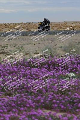 media/Jan-14-2023-SoCal Trackdays (Sat) [[497694156f]]/Turn 14 Exit Bloomig (145pm)/